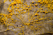Slime Mold